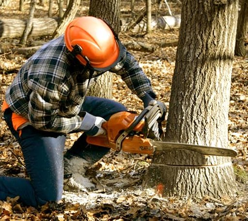 Tree Removal in Nanty Glo, PA